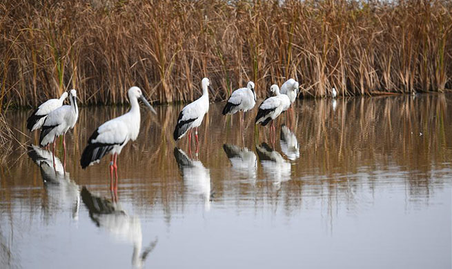 China's migratory bird sanctuaries added to UNESCO World Heritage List