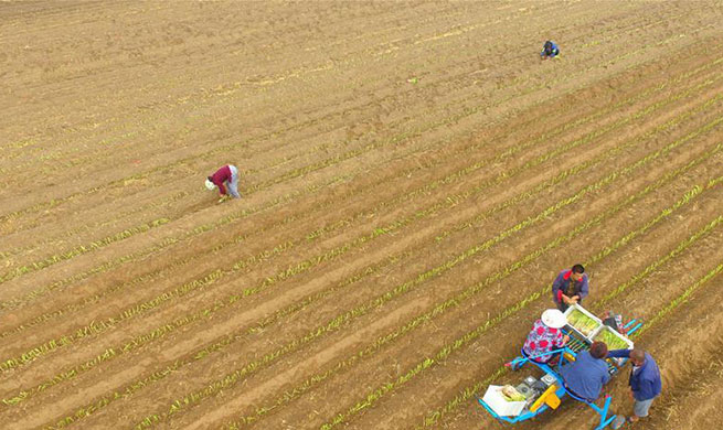 Farmers busy with work at fields during Xiaoshu in China's Shandong