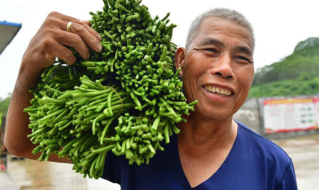 Long bean industry helps lift people out of poverty in China's Guangxi
