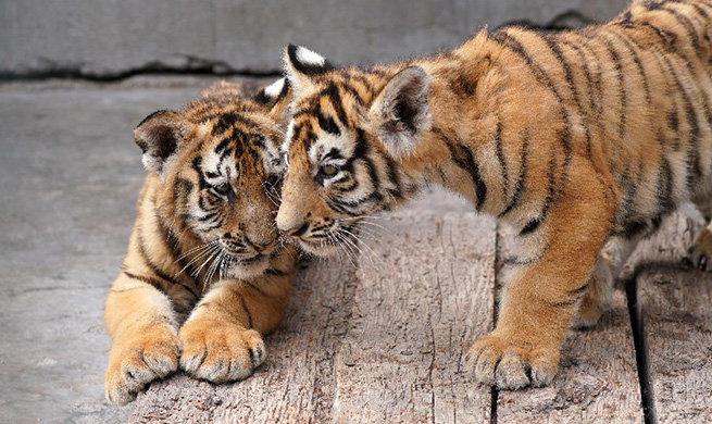 Over 30 Siberian tiger cubs born from end of February at Heilongjiang breeding center