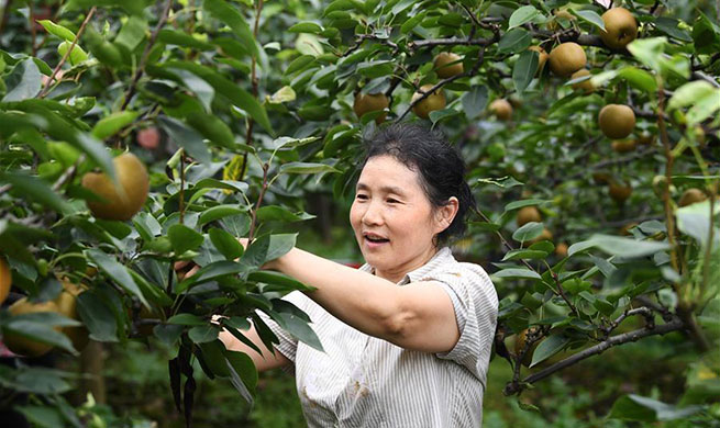 Pears industry helps locals get rid of poverty in Chongqing