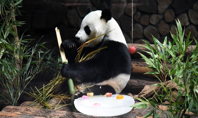 Jinan Wildlife World helps giant panda cool off in summer