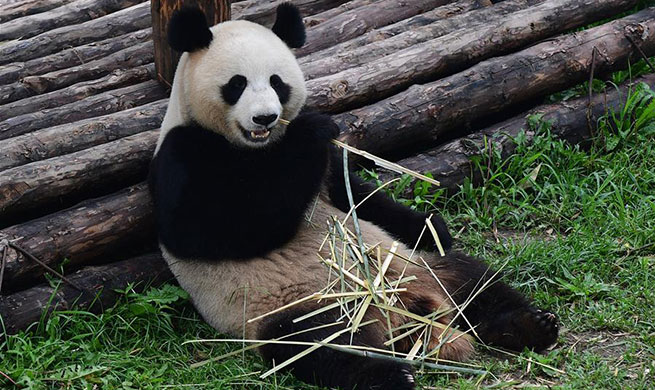 Giant pandas fend off summer heatwave