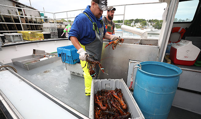 Xinhua Headlines: U.S. lobster industry bogged down after losing Chinese market in trade tensions