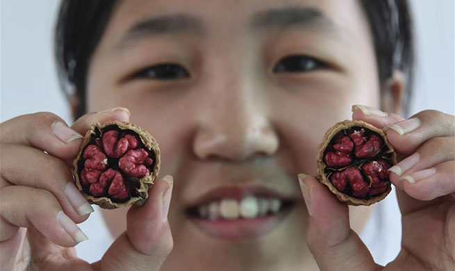 Planting of walnut with red kernels lifts locals out of poverty in China's Shaanxi