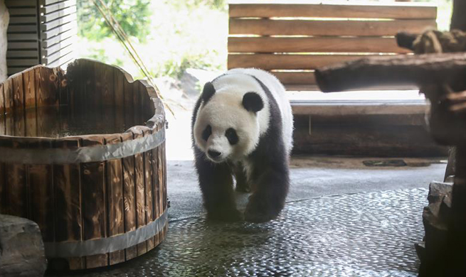 Zoo Berlin getting ready to welcome newborn panda cubs