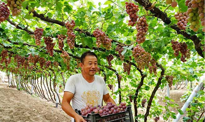 Farmers plant improved grapes to increase output in north China's Hebei