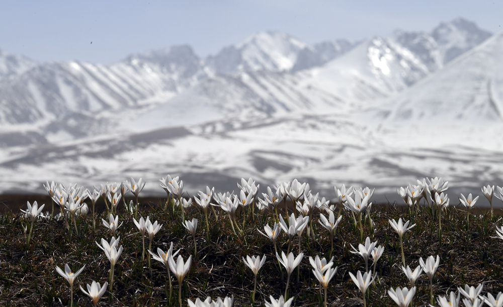 Eco China: Xinjiang carries out projects to improve local ecological environment