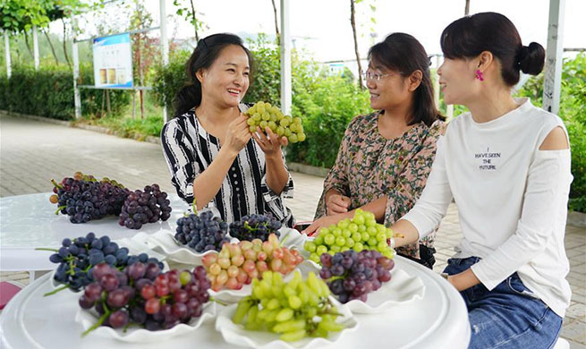 Grape plantation helps households get rid of poverty in Laoaozhuang Village, China's Shaanxi