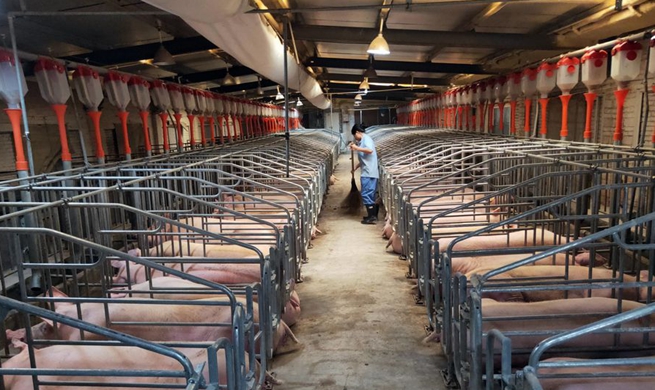 Xinhua Headlines: China promotes large pig farms to ensure stable pork supply