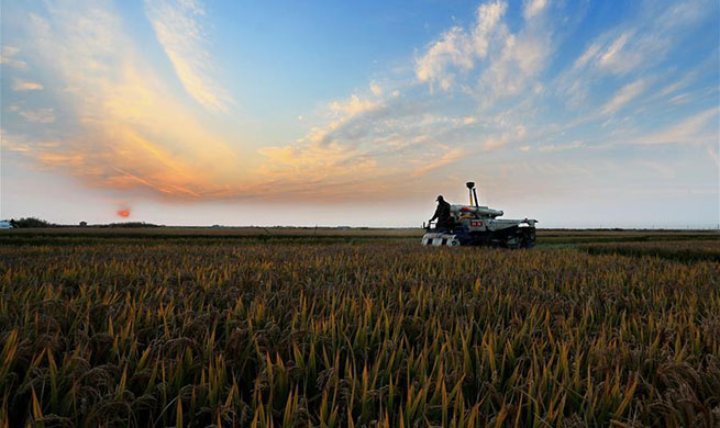 Rice enters harvest season in Tangshan, China' s Hebei