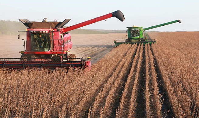 Xinhua Headlines: China embraces bumper harvest with macro-adjusting in "grain barn"