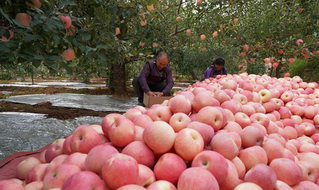 Farmers harvest apples in Neiqiu, N China's Hebei
