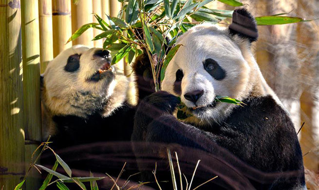 Panda cubs to move to Giant Panda Research Base in China on 2020