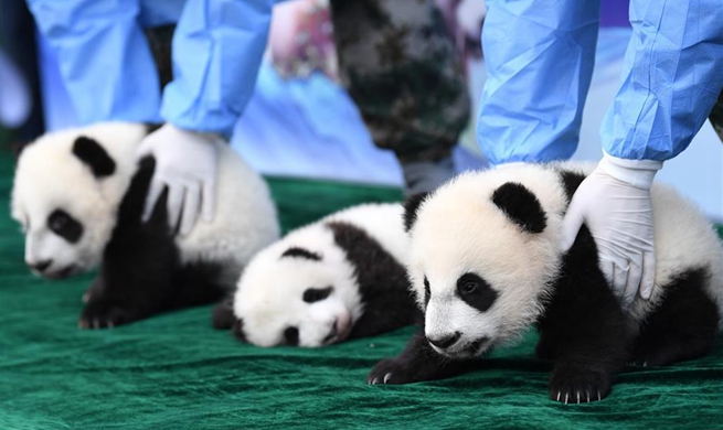 Panda cubs meet public in Xi'an, NW China
