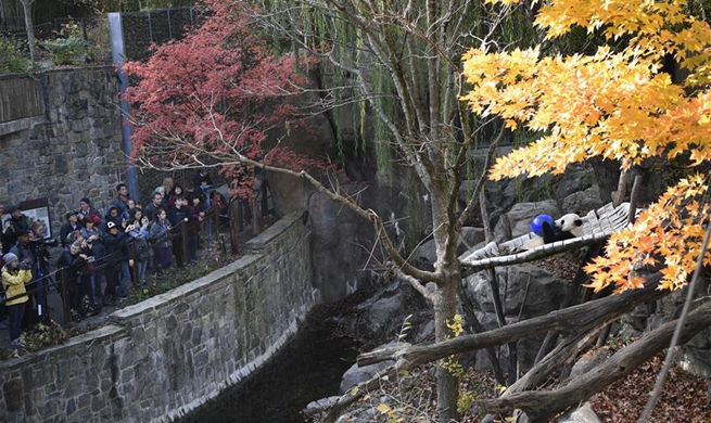 Spotlight: U.S. national zoo begins weeklong goodbye to giant panda Bei Bei