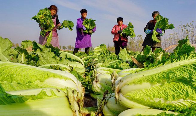 Vegetable growing promoted to boost farmers' income in north China's Hebei