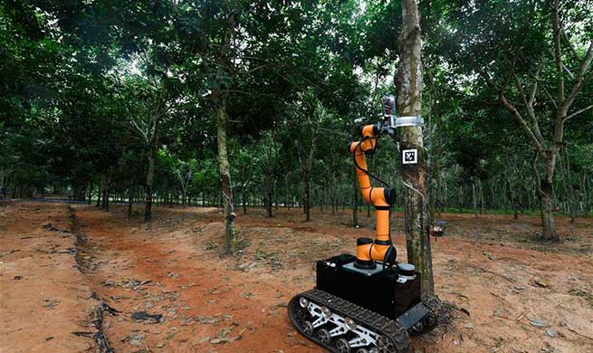 Robot starts on-site rubber tapping trial run in China's Hainan