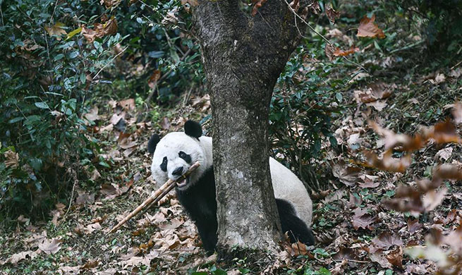 U.S.-born panda Bei Bei arrives in China