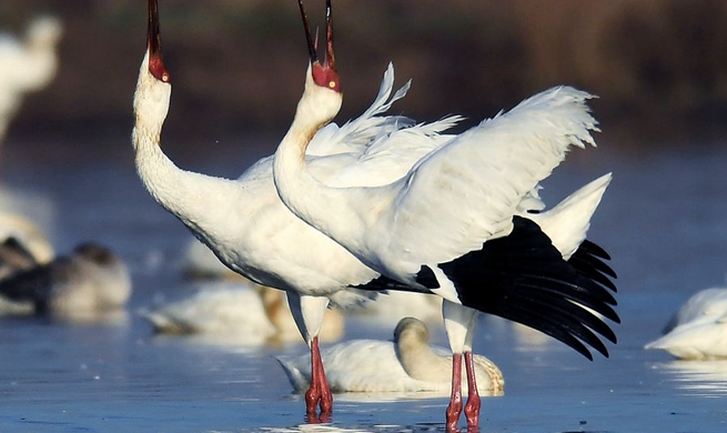 Xinhua Headlines: Safeguarding the last migratory route of Siberian cranes