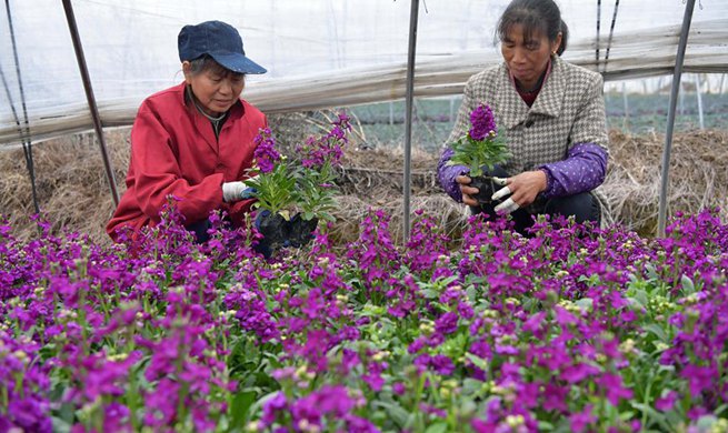 Flower planting helps increase farmers' incomes in China's Nanchang