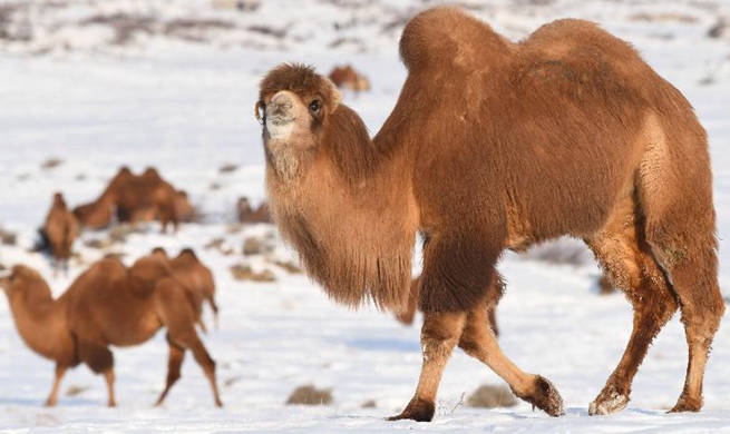 In pics: camel-themed eco-tourism park in China's Xinjiang