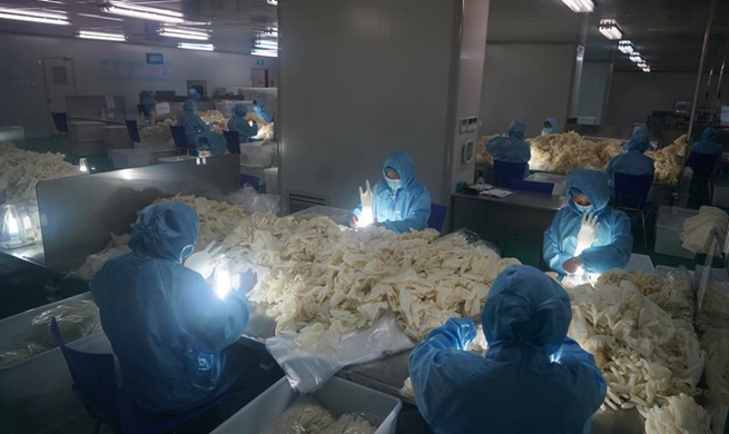 Workers work around clock to increase supply of medical gloves