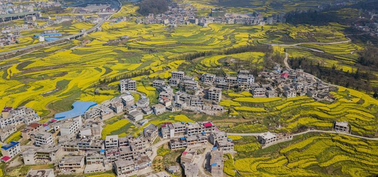 Scenery of rape flowers in southwest China's Guizhou
