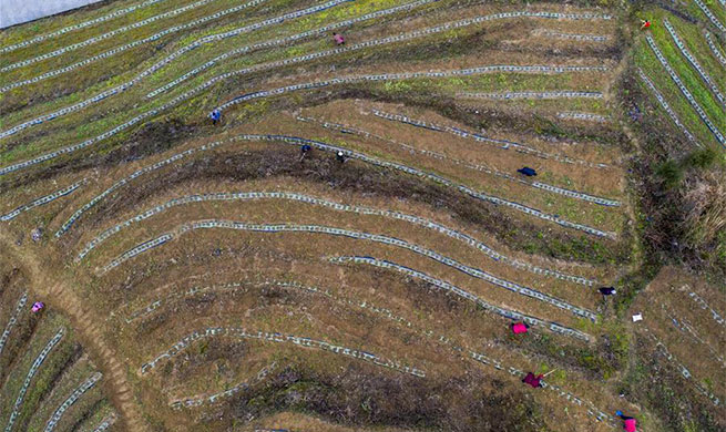 Agricultural production resumes in Youyang County, Chongqing