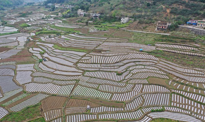 Farmers busy in planting vegetables as weather turns warm in Guizhou