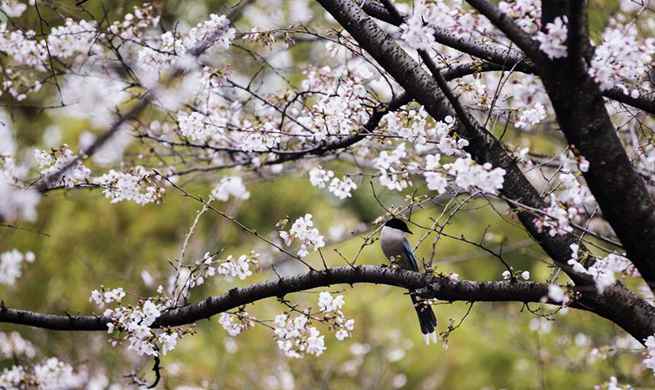 Wuhan university organizes ten-day live broadcast to show cherry blossoms in campus