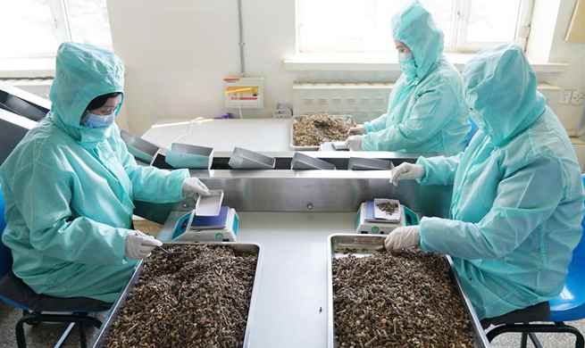 Pharmaceutical enterprise speeds up production to help fight against COVID-19 in Harbin, NE China's Heilongjiang