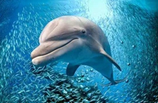 Male dolphins "harmonise" in order to gain a mate: Aussie study