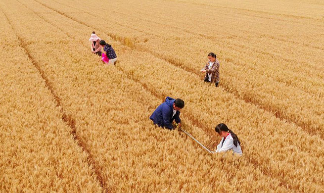 Agricultural technicians conduct yield monitoring in Hebei