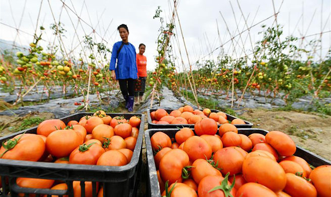 Rongjiang promotes planting industry to help locals get rid of poverty