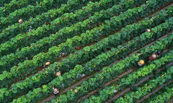 Farmers work at vegetable planting base in Hunan, C China
