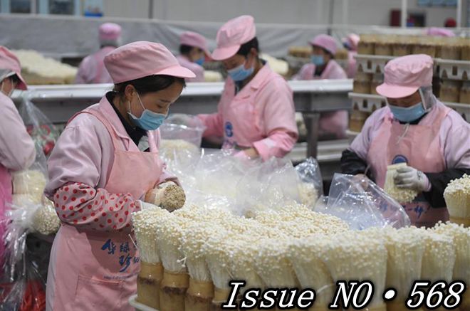 Green shoots in Chinese economy boost confidence for global recovery