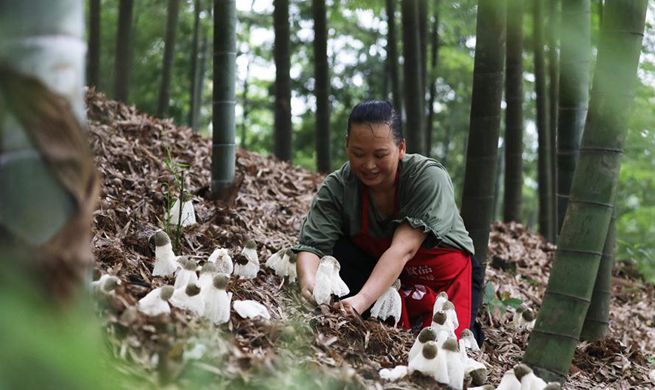 Chishui city in SW China leads local farmers to plant bamboo fungus