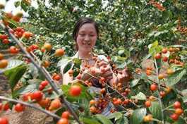 China's agricultural product wholesale prices edge up