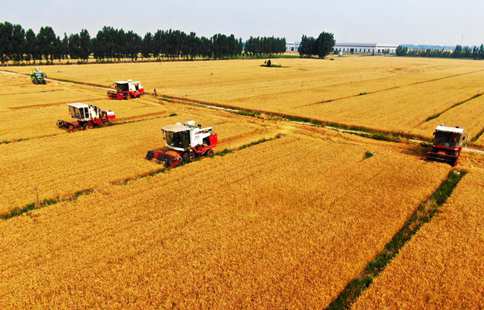 Farmers embrace bumper harvest across China
