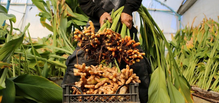 Palestinian farmers harvest green turmeric