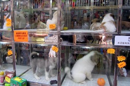 Pet care, supervised learning spawn niche market in China