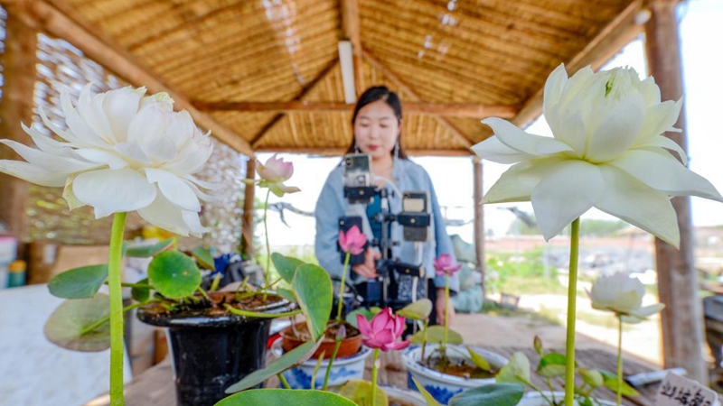 Mini lotus planting industry becomes new way for locals to increase income in N China