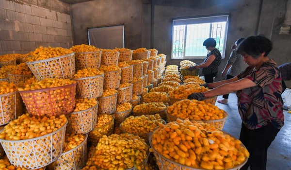 China's PMI holds steady as economy sustains steady expansion