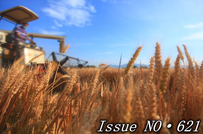 China reaps bumper summer grain harvest