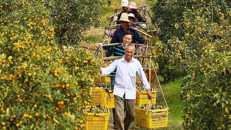 Guangxi promotes kumquat planting business to increase income of local farmers