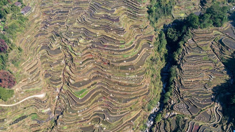 In pics: terraced fields in Guangxi, S China