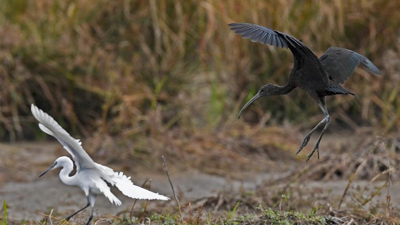 Glossy ibis spotted in Panshan, Hainan