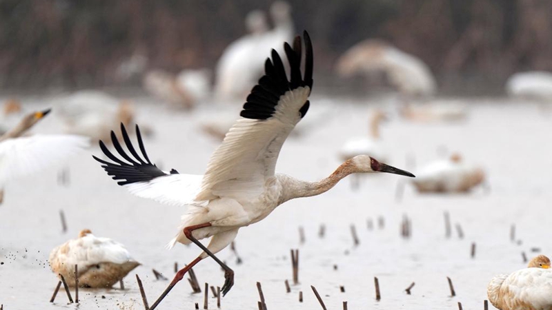 White cranes, swans seen in wetland by Poyang Lake in E China's Jiangxi Province