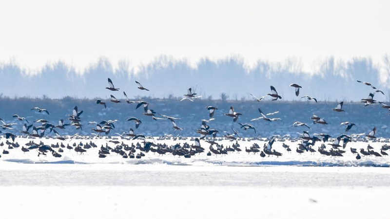 Migrant birds seen in Hohhot, Inner Mongolia
